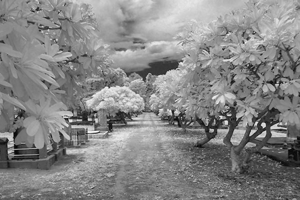 Siyah Beyaz Infrared Fotoğrafçılık